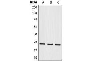 Western blot analysis of MRPS34 expression in A549 (A), HuvEc (B), U251MG (C) whole cell lysates. (MRPS34 Antikörper  (C-Term))
