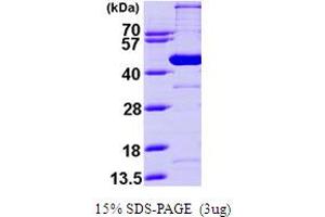 SDS-PAGE (SDS) image for Glutaryl-CoA Dehydrogenase (GCDH) (AA 45-438) protein (His tag) (ABIN7529148)