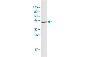 Western Blotting (WB) image for anti-Cholinergic Receptor, Nicotinic, beta 2 (Neuronal) (CHRNB2) (AA 26-130) antibody (ABIN950137)