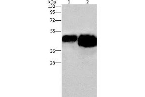 Western Blot analysis of 0. (Ovalbumin Antikörper)