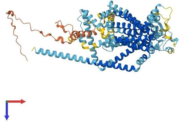 TMC7 Protein (AA 1-723) (His tag)