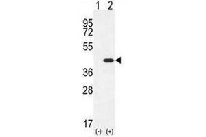 Western Blotting (WB) image for anti-C-Type Lectin Domain Family 11, Member A (CLEC11A) (AA 152-181), (Middle Region) antibody (ABIN954685)