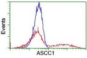 Flow Cytometry (FACS) image for anti-Activating Signal Cointegrator 1 Complex Subunit 1 (ASCC1) antibody (ABIN1496743) (ASCC1 Antikörper)