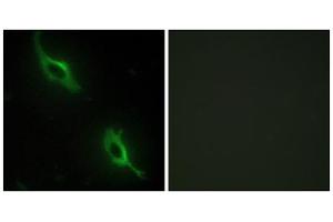 Immunofluorescence analysis of NIH/3T3 cells, using CKMT2 antibody. (CKMT2 Antikörper  (Internal Region))