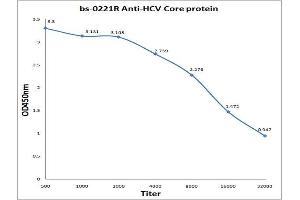 HCV Core Protein Antikörper