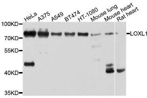 Western blot analysis of extracts of various cell lines, using LOXL1 antibody.