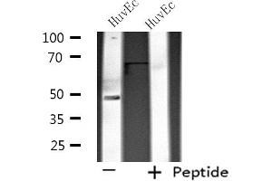 Western blot analysis of extracts from HuvEc cells using SIRPB1 antibody.