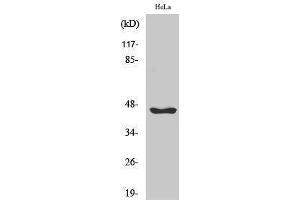 Western Blotting (WB) image for anti-serpin Peptidase Inhibitor, Clade B (Ovalbumin), Member 12 (SERPINB12) (Internal Region) antibody (ABIN3186919) (SERPINB12 Antikörper  (Internal Region))