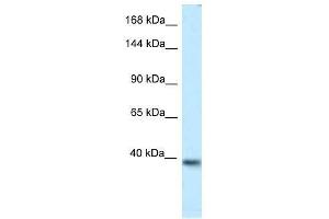 Western Blot showing Kcnq2 antibody used at a concentration of 1. (KCNQ2 Antikörper  (Middle Region))