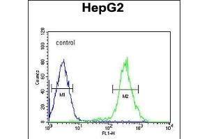 YLAT2 Antibody (C-term) (ABIN651493 and ABIN2840266) flow cytometric analysis of HepG2 cells (right histogram) compared to a negative control cell (left histogram). (SLC7A6 Antikörper  (C-Term))