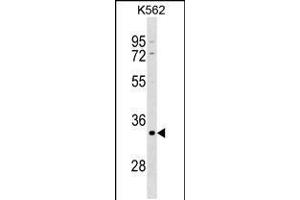 Western blot analysis in K562 cell line lysates (35ug/lane). (POU5F2 Antikörper  (AA 203-231))