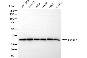 anti-Surfeit 4 (SURF4) antibody