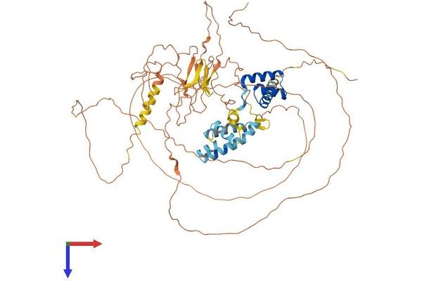 POU6F2 Protein (AA 1-691) (His tag)