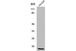 Western Blot analysis of COLO205 cells using Ribosomal Protein L36 Polyclonal Antibody (RPL36 Antikörper  (Internal Region))