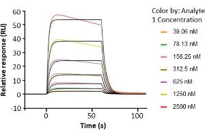 Surface Plasmon Resonance (SPR) image for Fc Fragment of IgG, Low Affinity IIa, Receptor (CD32) (FCGR2A) (AA 36-218) protein (His-Avi Tag,Biotin) (ABIN7536866)
