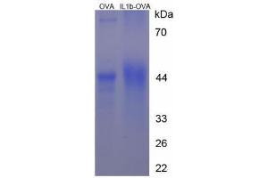 Image no. 3 for Interleukin 1, beta (IL1B) (AA 199-214) peptide (Ovalbumin) (ABIN5666241) (Interleukin 1, beta (IL1B) (AA 199-214) peptide (Ovalbumin))
