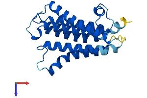 PIGF Protein (AA 1-219) (His tag)