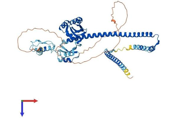 NUP54 Protein (AA 1-510) (His tag)