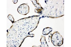 Anti-ERp57 antibody, IHC(P) IHC(P): Human Placenta Tissue (PDIA3 Antikörper  (Middle Region))