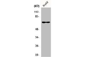 Western Blot analysis of HuvEc cells using Epsin 2 Polyclonal Antibody (Epsin 2 Antikörper  (Internal Region))
