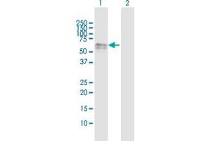 Western Blot analysis of DOK1 expression in transfected 293T cell line by DOK1 MaxPab polyclonal antibody. (DOK1 Antikörper  (AA 1-481))