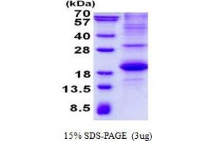 Image no. 1 for Signaling Lymphocytic Activation Molecule Family Member 1 (SLAMF1) protein (His tag) (ABIN1098731)