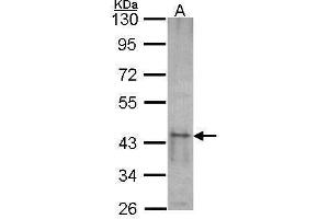 WB Image Sample (30 ug of whole cell lysate) A: NT2D1 10% SDS PAGE SKAP55 antibody antibody diluted at 1:1000 (SKAP1 Antikörper)