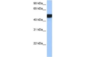 Western Blotting (WB) image for anti-Hepatocyte Nuclear Factor 4 gamma (HNF4G) antibody (ABIN2462865) (HNF4 gamma Antikörper)