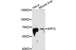 Western blot analysis of extracts of various cell lines, using KRT2 antibody (ABIN5998100) at 1/1000 dilution. (Keratin 2 Antikörper)