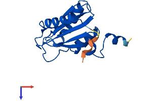 CDA Protein (AA 1-146) (His tag)