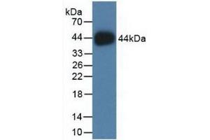 Detection of Recombinant HIST2H2AC, Human using Polyclonal Antibody to Histone Cluster 2, H2ac (HIST2H2AC) (HIST2H2AC Antikörper  (AA 1-129))