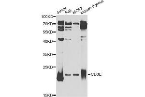 Western blot analysis of extracts of various cell lines, using CD3E Antibody (ABIN5970879) at 1/1000 dilution. (CD3 epsilon Antikörper)