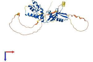PCGF2 Protein (AA 1-342) (His tag)