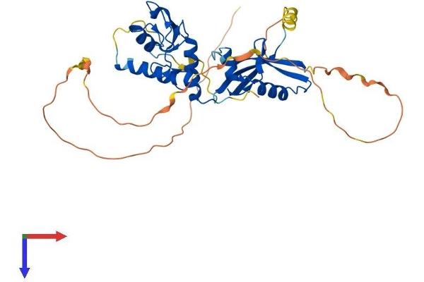 PCGF2 Protein (AA 1-342) (His tag)