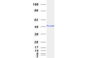 Western Blotting (WB) image for Drebrin-Like (DBNL) (Transcript Variant 1) protein (Myc-DYKDDDDK Tag) (ABIN2719761)