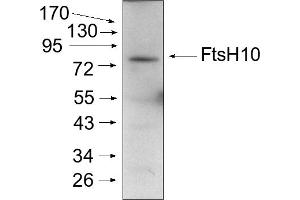Experimental conditions: Mitochondria were isolated as described by Urantowka et al. (FtsH10 Antikörper  (C-Term))