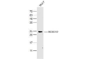 MCF-7 lysates probed with HOXD12 Polyclonal Antibody, Unconjugated  at 1:300 dilution and 4˚C overnight incubation. (HOXD12 Antikörper  (AA 171-270))