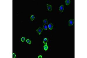 Immunofluorescence (IF) image for anti-Interleukin 4 Induced 1 (IL4I1) (AA 139-339) antibody (ABIN7157778)