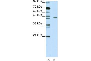 WB Suggested Anti-MINA Antibody Titration:  5. (MINA Antikörper  (C-Term))