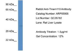 Western Blotting (WB) image for anti-Transmembrane Protein 110 (TMEM110) (C-Term) antibody (ABIN2786432) (TMEM110 Antikörper  (C-Term))