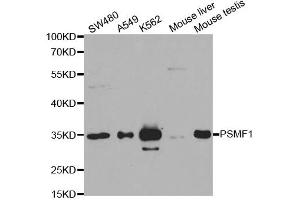 Western Blotting (WB) image for anti-Proteasome (Prosome, Macropain) Inhibitor Subunit 1 (PI31) (PSMF1) antibody (ABIN1876734) (PSMF1 Antikörper)