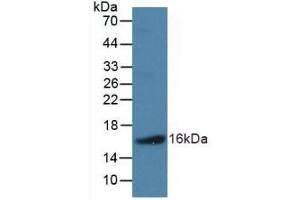 Detection of Recombinant NPPB, Human using Polyclonal Antibody to Natriuretic Peptide Precursor B (NPPB) (NPPB Antikörper  (AA 27-134))