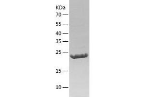 Western Blotting (WB) image for RAB38, Member RAS Oncogene Family (RAB38) (AA 2-211) protein (His tag) (ABIN7124752) (RAB38 Protein (AA 2-211) (His tag))