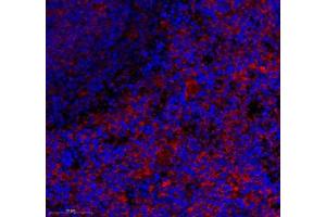 Immunofluorescence of paraffin embedded rat spleen using CD163b (ABIN7073371) at dilution of 1: 700 (350x lens)