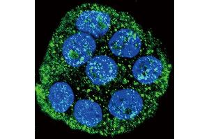 Immunofluorescence (IF) image for anti-Interleukin 1 Receptor Antagonist (IL1RN) (AA 100-129) antibody (ABIN390396)