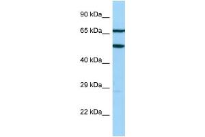 Host: Rabbit Target Name: AGFG2 Sample Type: Jurkat Whole Cell lysates Antibody Dilution: 1.