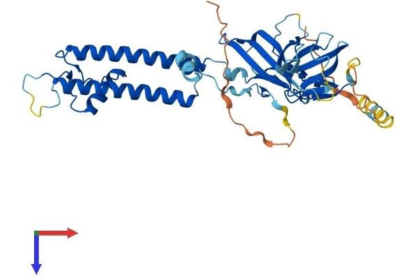 KCNJ10 Protein (AA 1-379) (His tag)