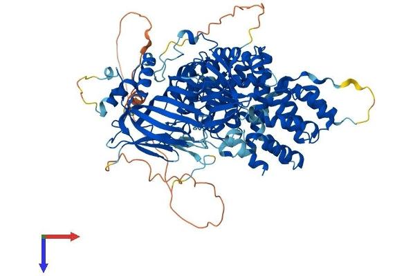 C9orf3 Protein (AA 1-819) (His tag)