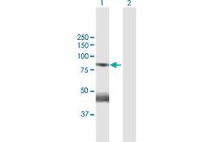 Western Blot analysis of GAS2L3 expression in transfected 293T cell line by GAS2L3 MaxPab polyclonal antibody. (GAS2L3 Antikörper  (AA 1-694))
