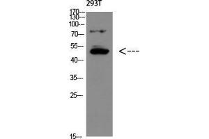 Western Blot (WB) analysis of 293T using GDF-6 Polyclonal Antibody diluted at 1:500. (GDF6 Antikörper  (Internal Region))